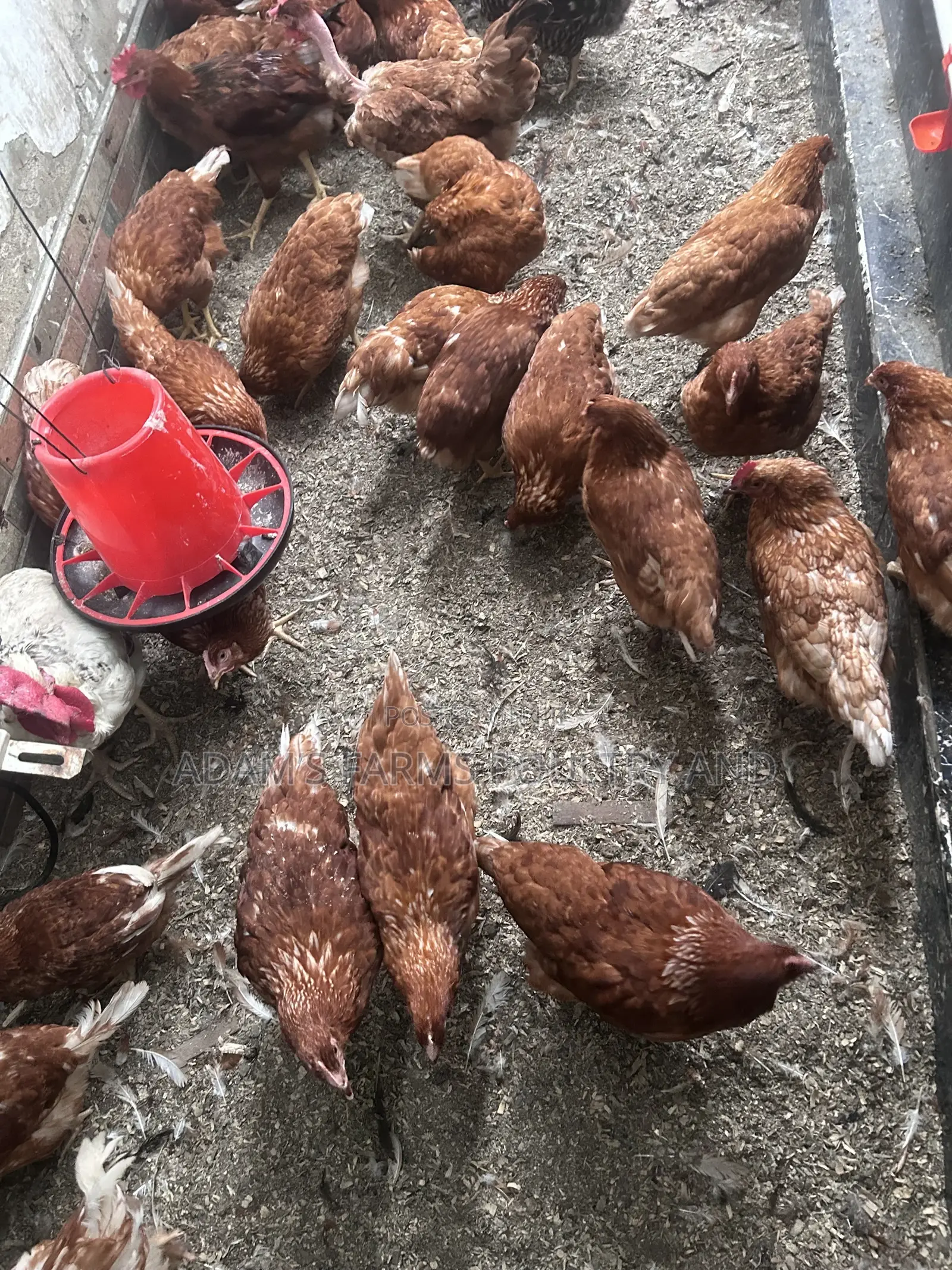 All Types of Chickens, Day-Olds and Older Birds.
