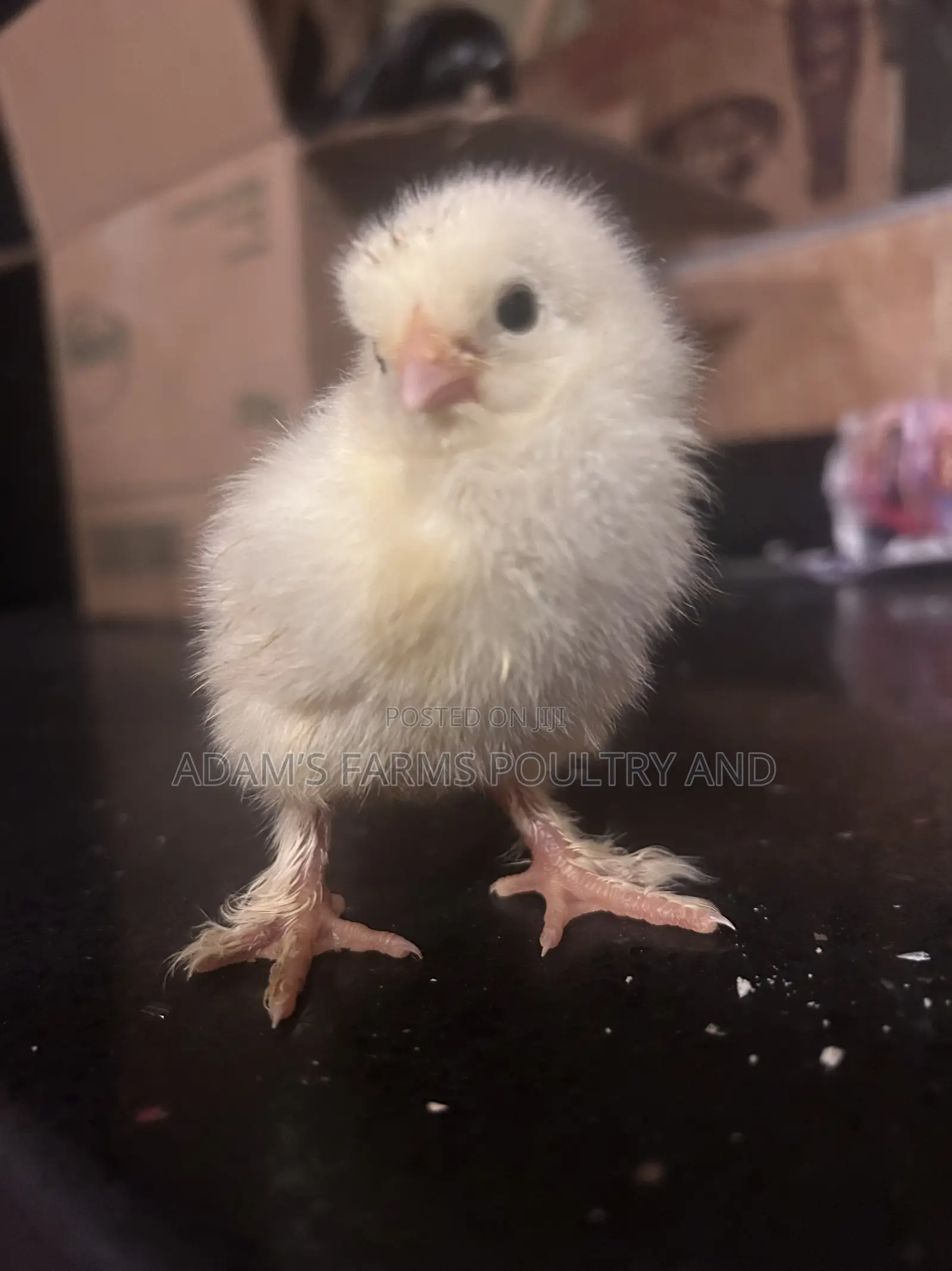 All Types of Chickens, Day-Olds and Older Birds.