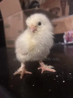 All Types of Chickens, Day-Olds and Older Birds.