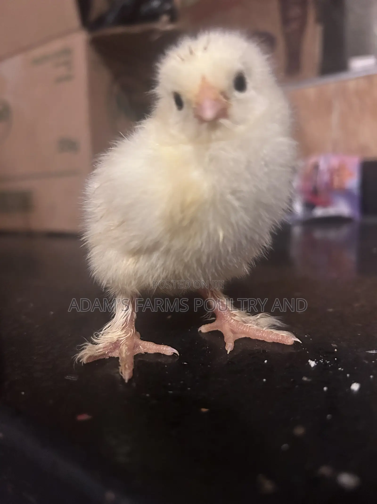 All Types of Chickens, Day-Olds and Older Birds.