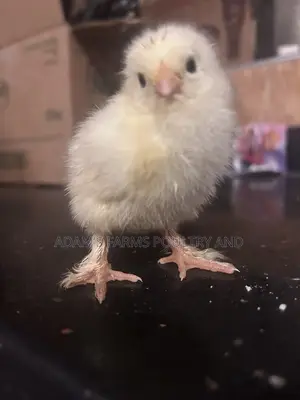 All Types of Chickens, Day-Olds and Older Birds.