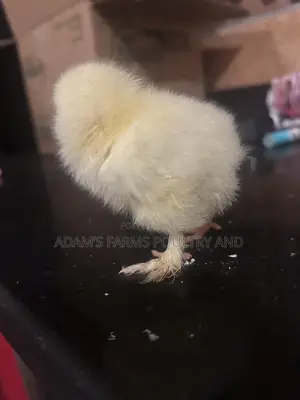 All Types of Chickens, Day-Olds and Older Birds.