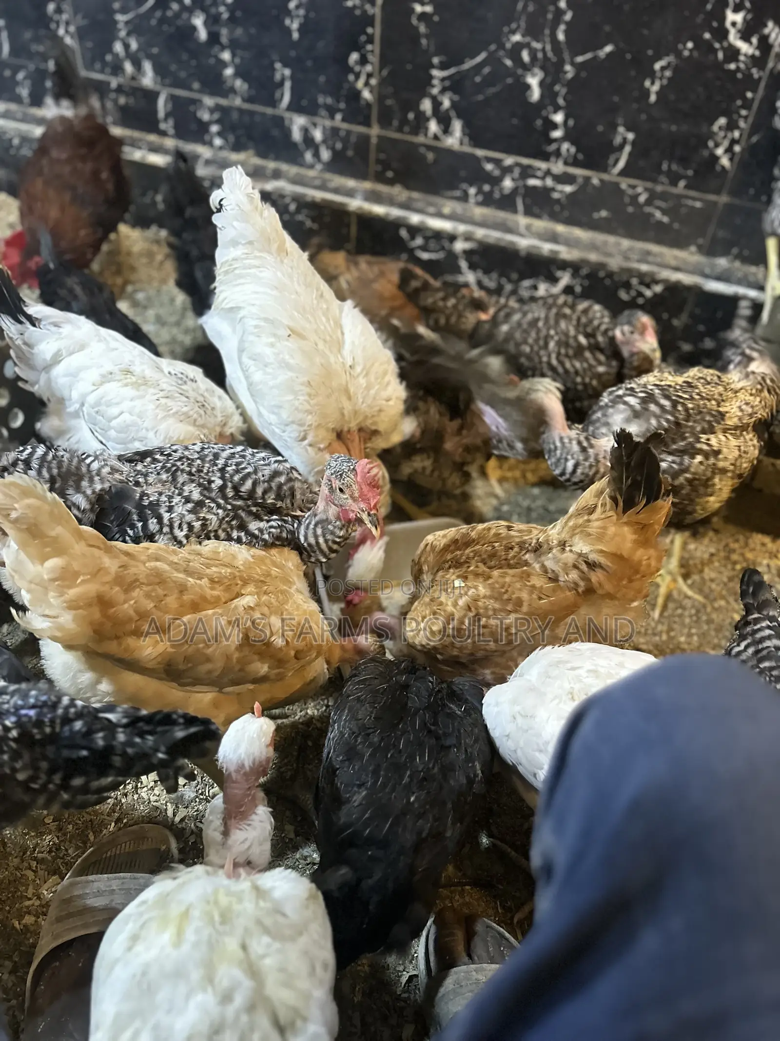 All Types of Chickens, Day-Olds and Older Birds.