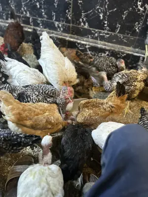 All Types of Chickens, Day-Olds and Older Birds.
