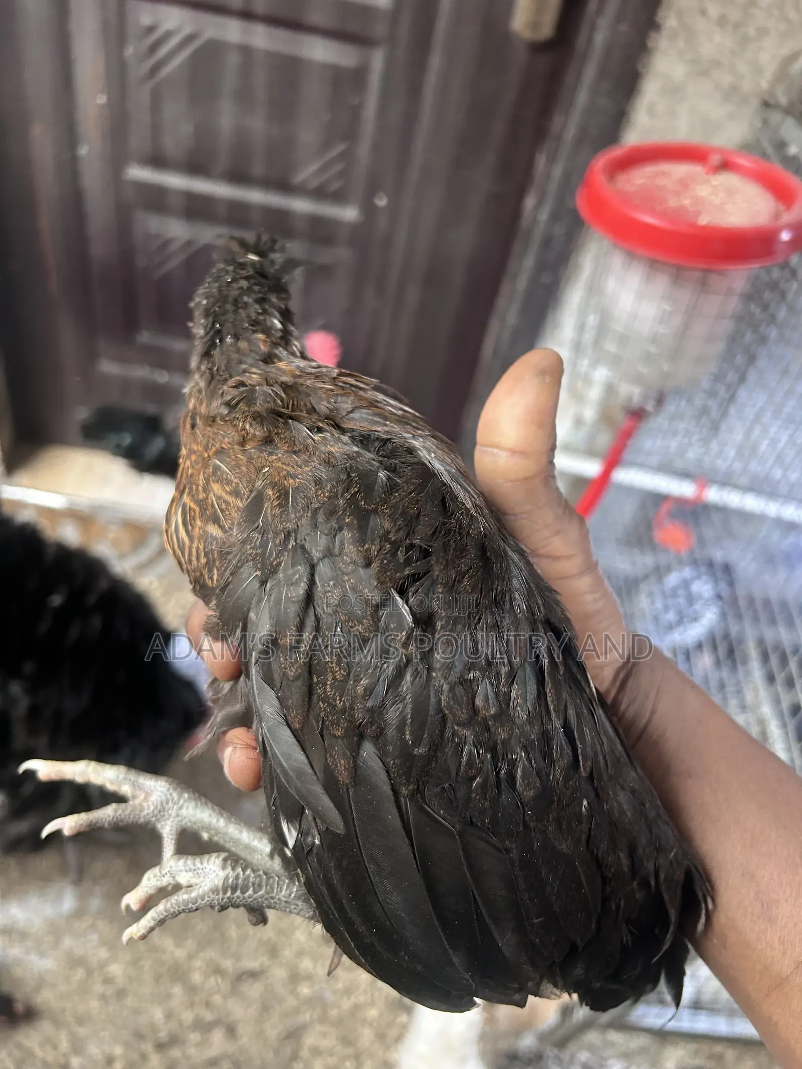 All Types of Chickens, Day-Olds and Older Birds.