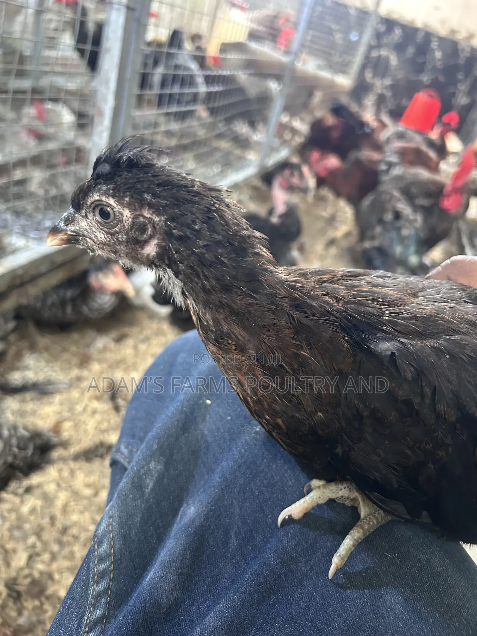 All Types of Chickens, Day-Olds and Older Birds.
