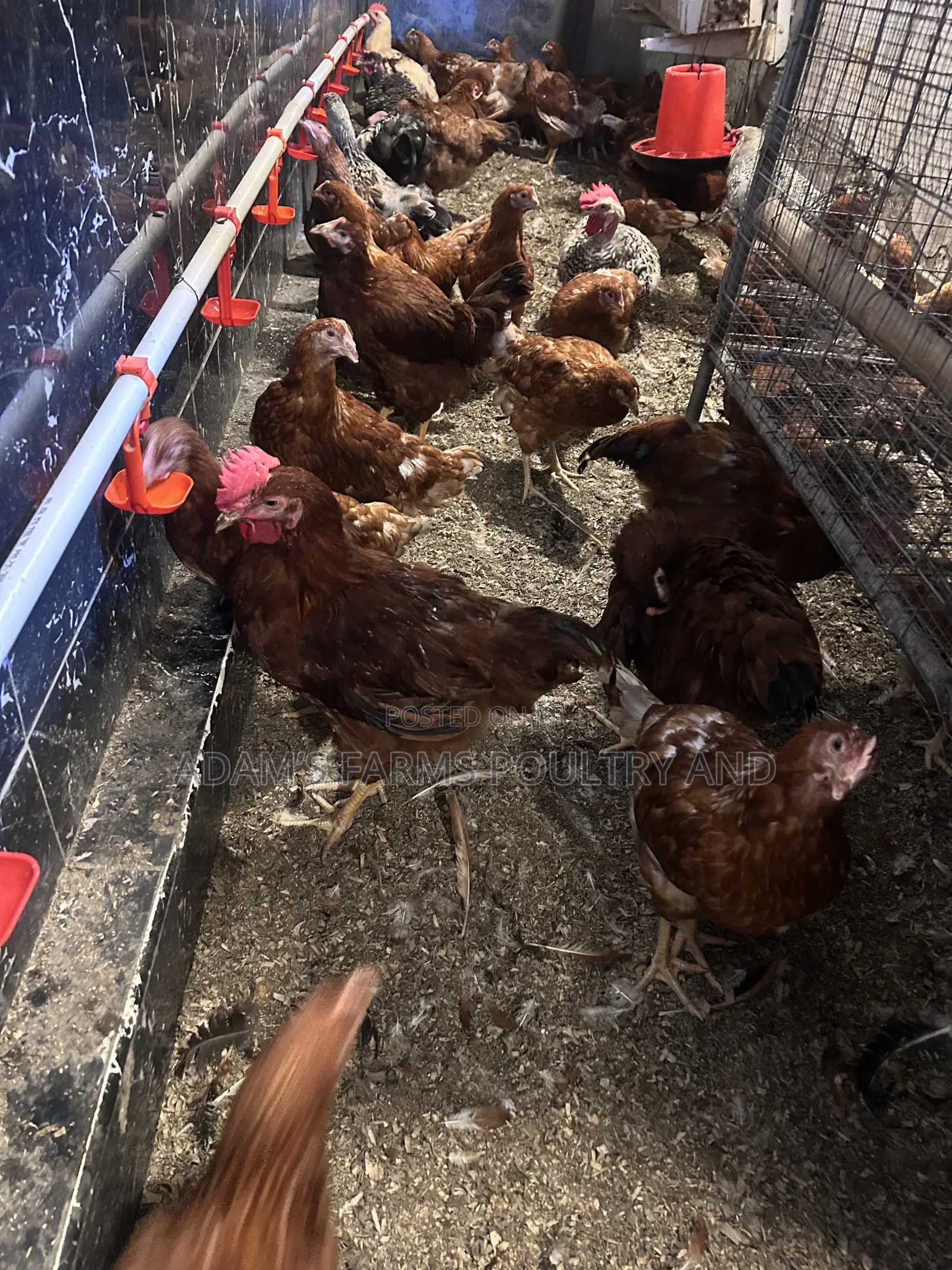 All Types of Chickens, Day-Olds and Older Birds.