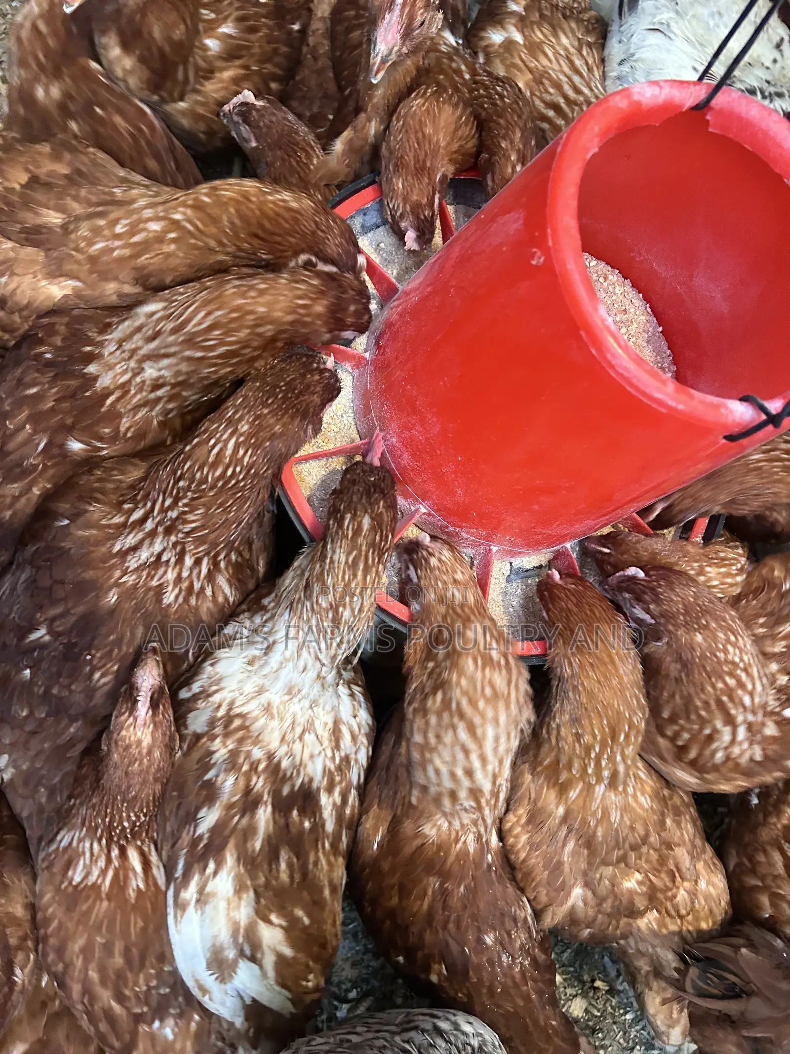All Types of Chickens, Day-Olds and Older Birds.