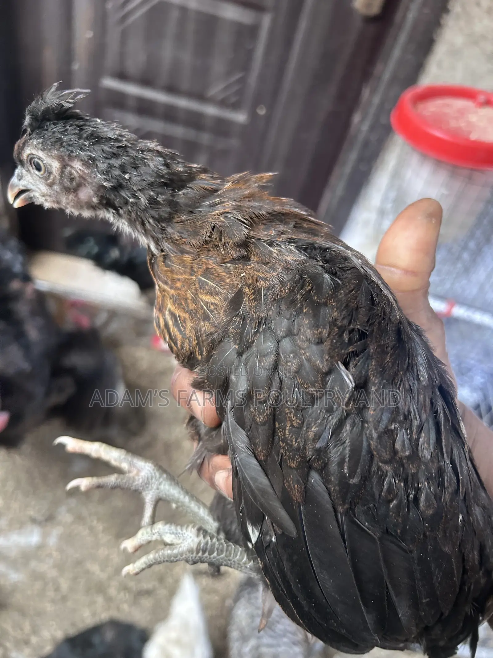 All Types of Chickens, Day-Olds and Older Birds.