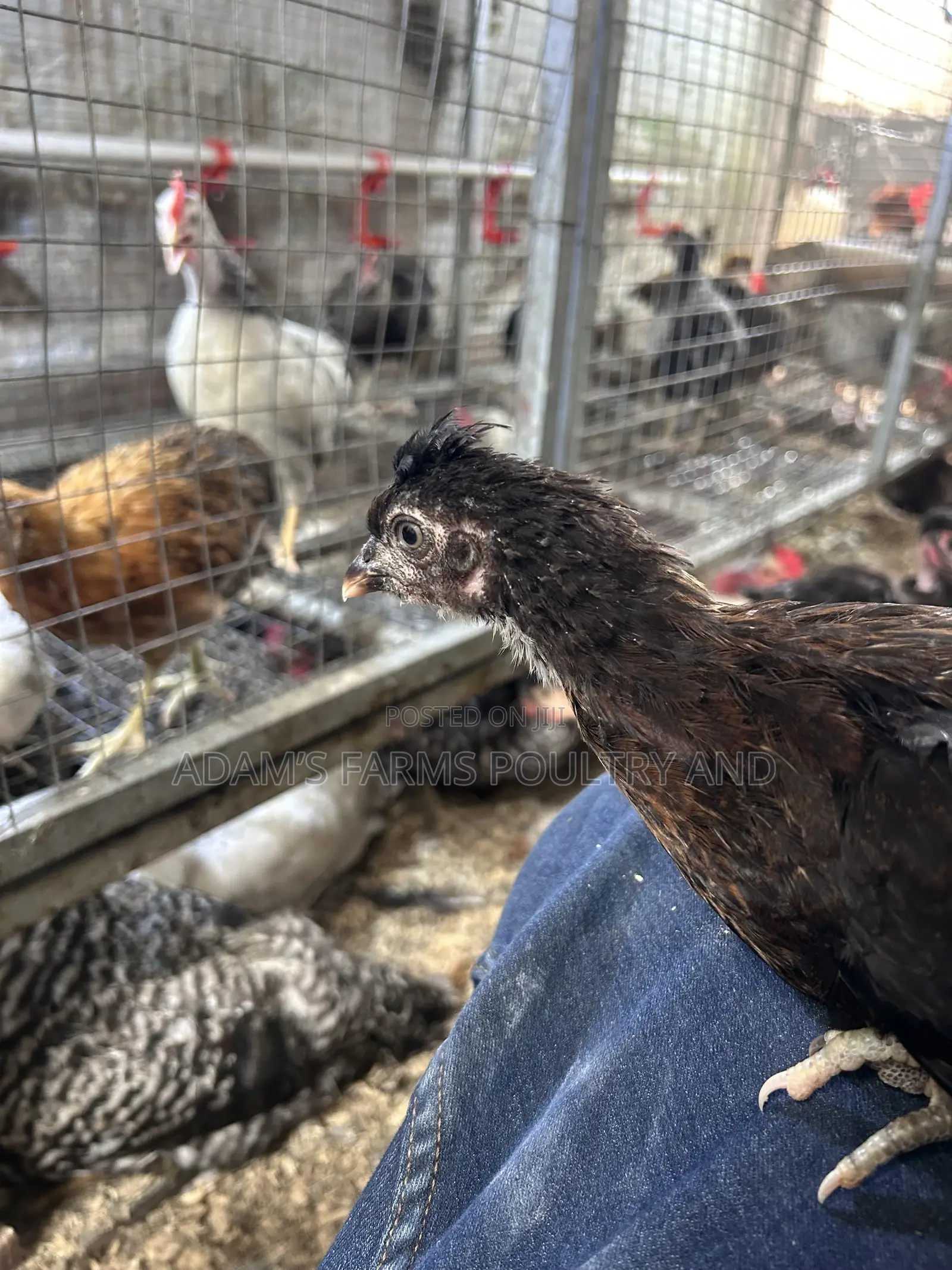 All Types of Chickens, Day-Olds and Older Birds.