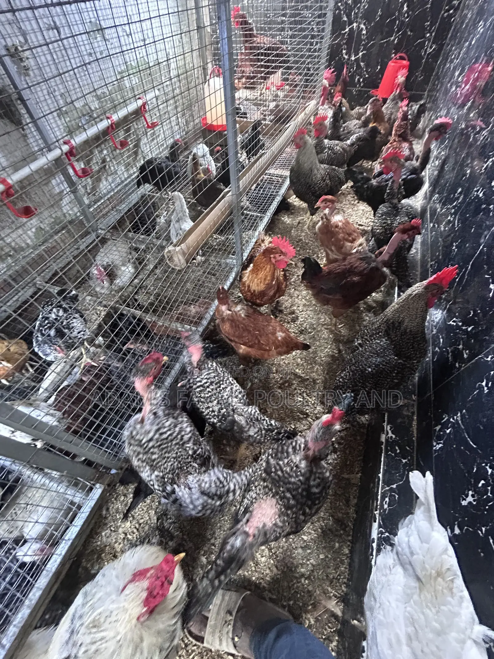 All Types of Chickens, Day-Olds and Older Birds.