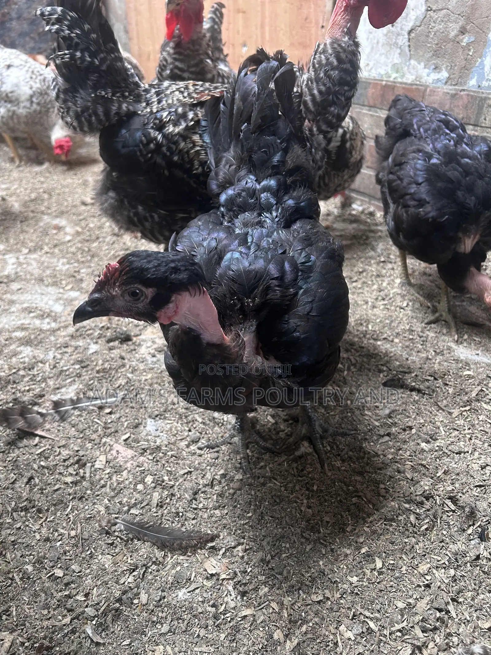 All Types of Chickens, Day-Olds and Older Birds.