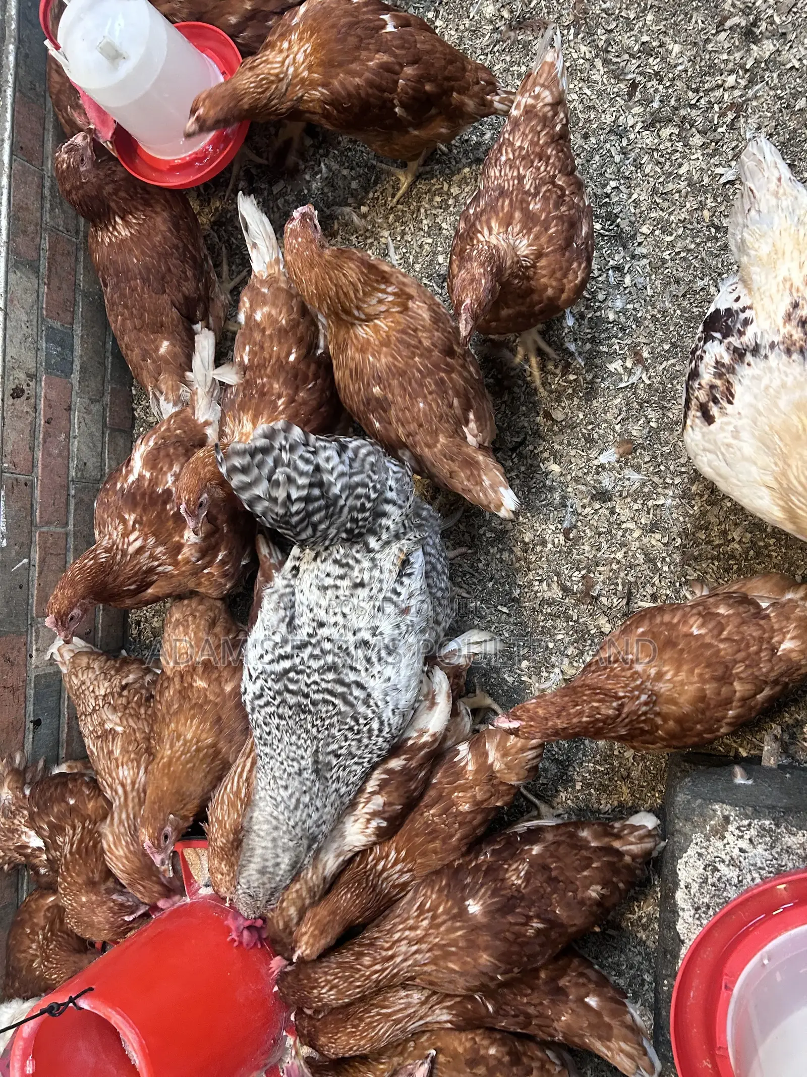 All Types of Chickens, Day-Olds and Older Birds.