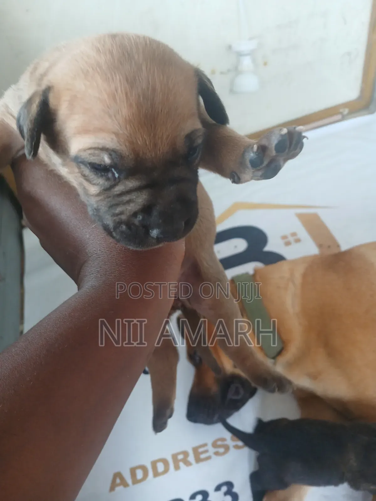 1-3 months Female Purebred Boerboel
