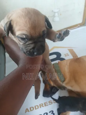 1-3 months Female Purebred Boerboel