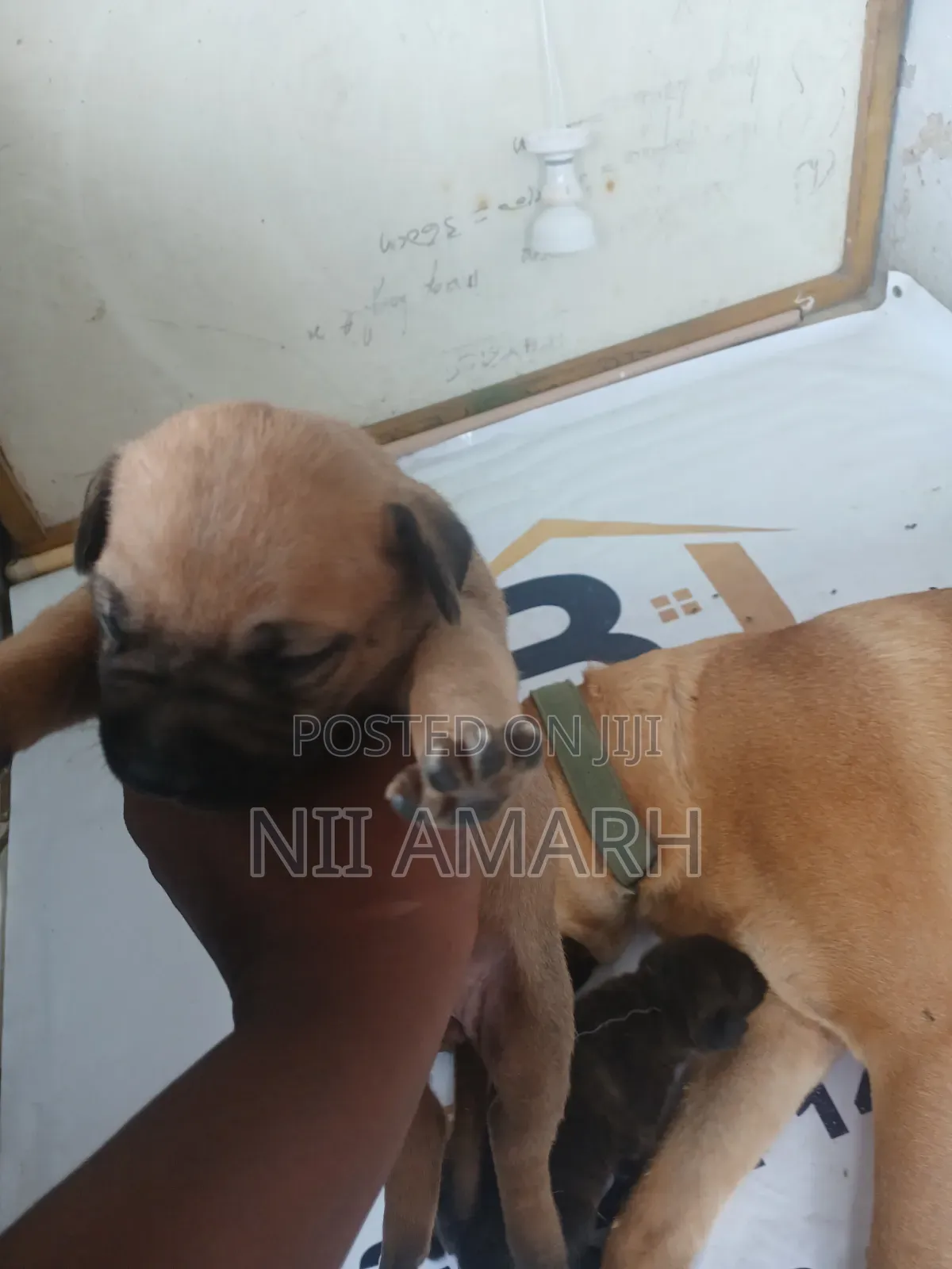 1-3 months Female Purebred Boerboel