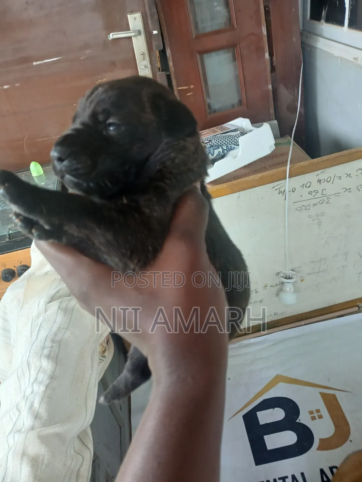 1-3 months Female Purebred Boerboel