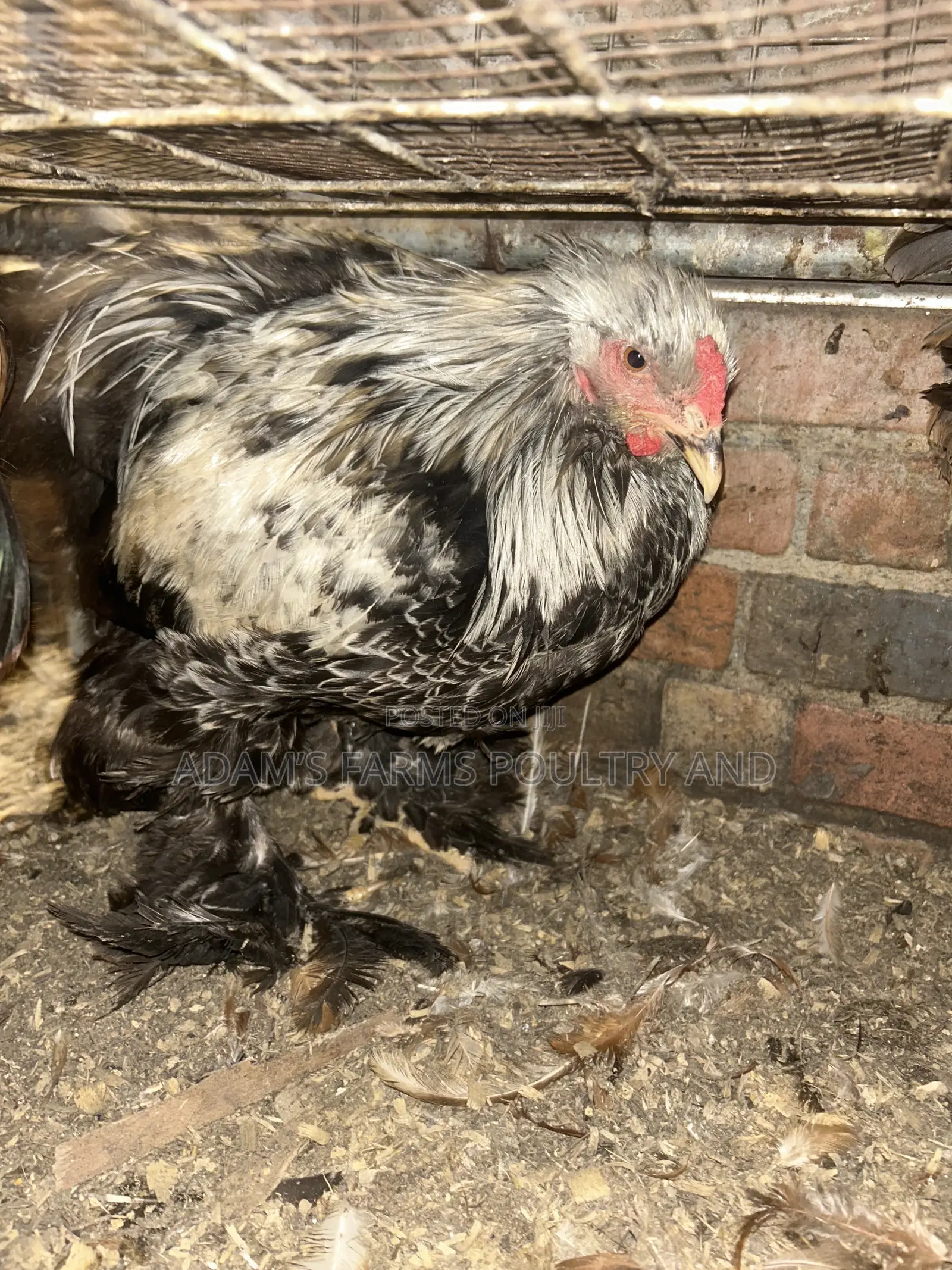 All Types of Chickens, Day-Olds and Older Birds.