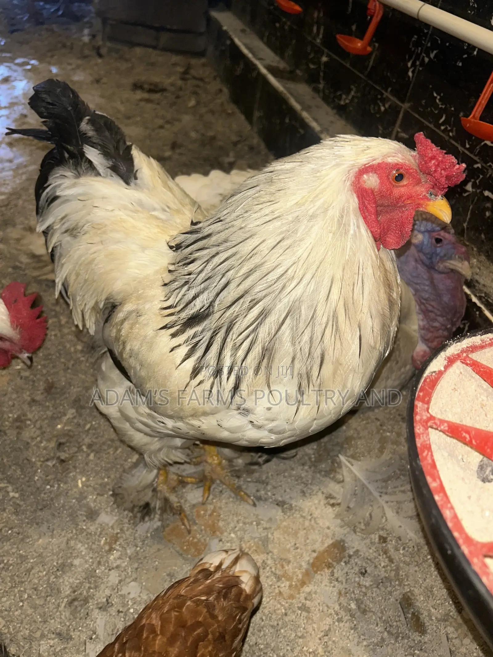 All Types of Chickens, Day-Olds and Older Birds.