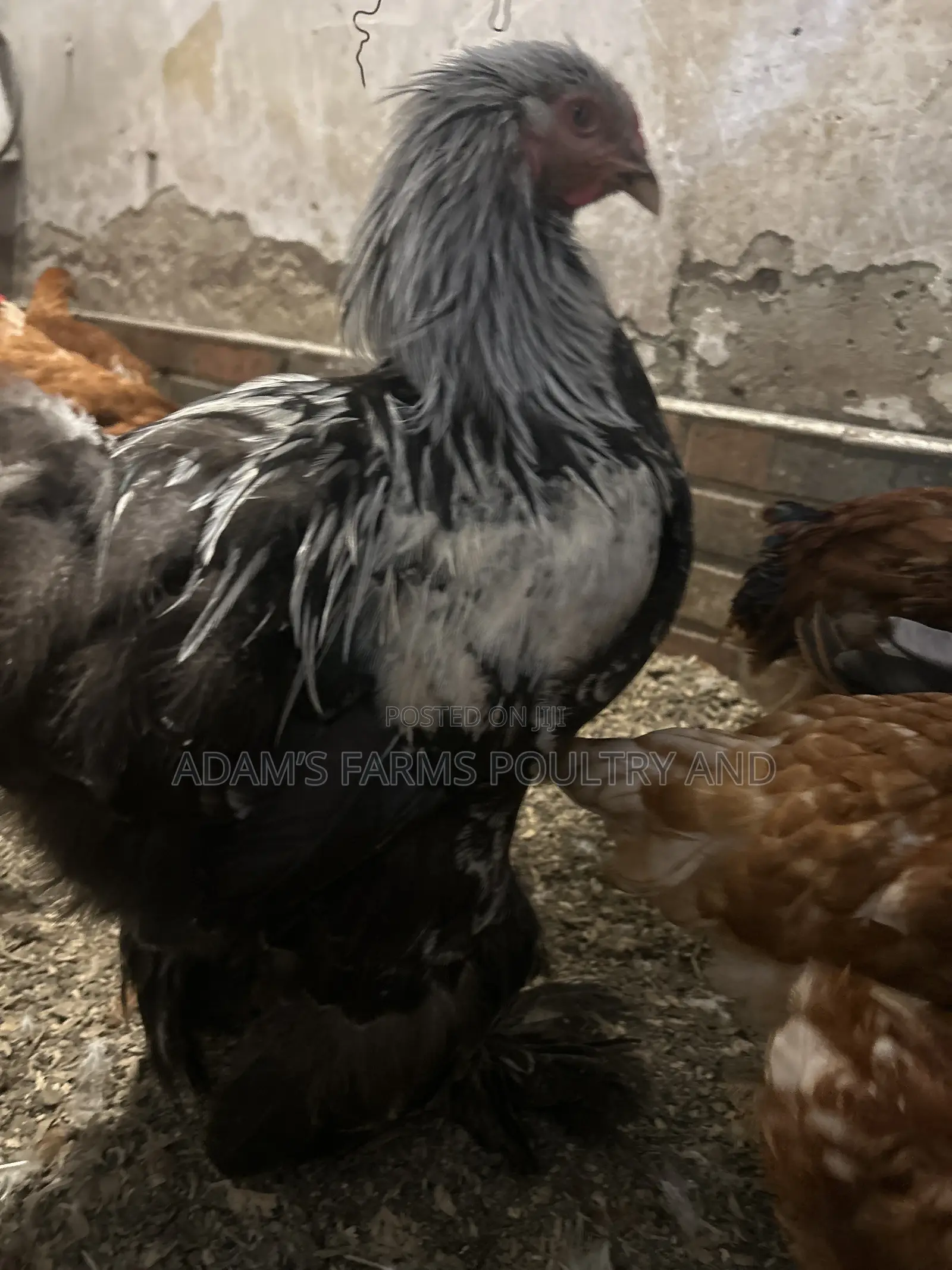 All Types of Chickens, Day-Olds and Older Birds.