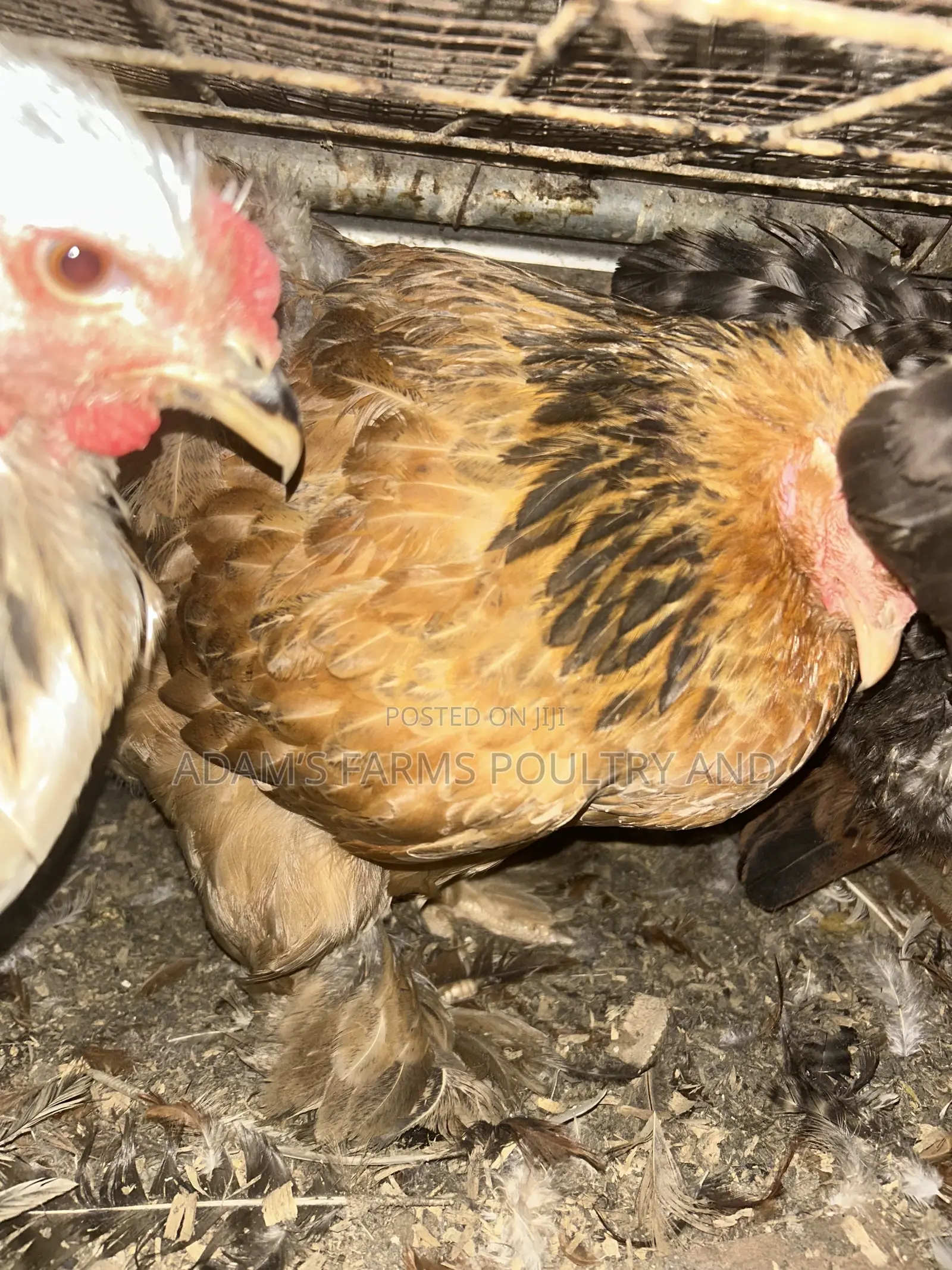 All Types of Chickens, Day-Olds and Older Birds.