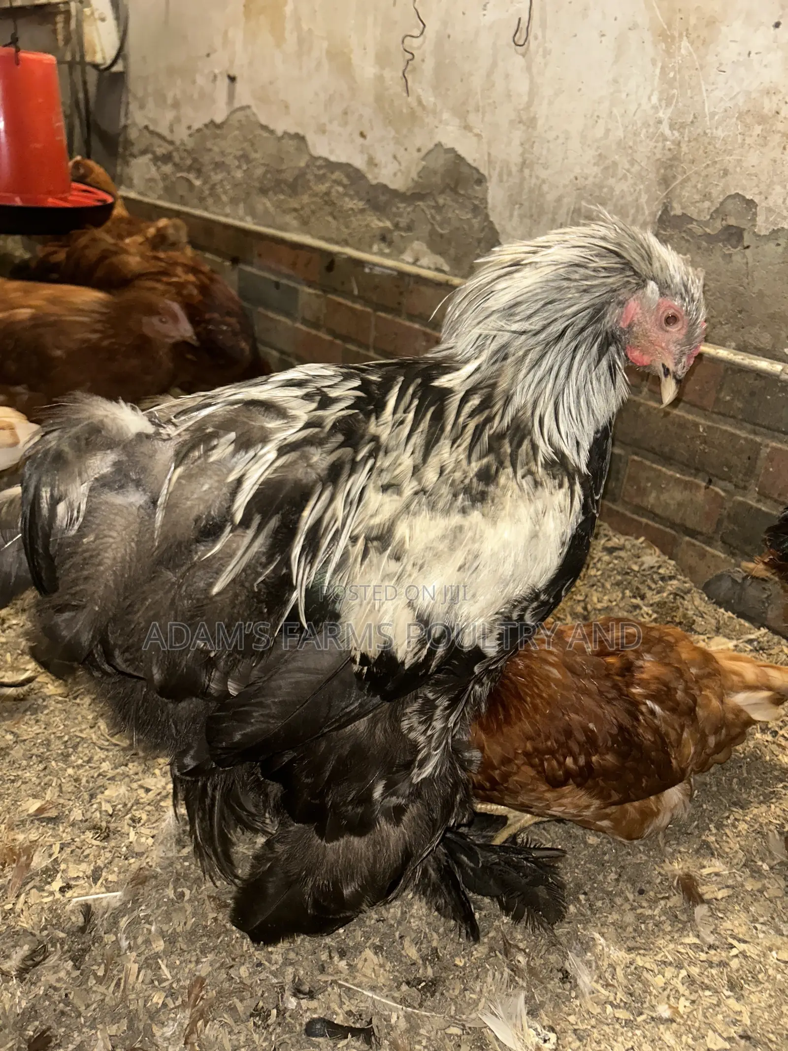 All Types of Chickens, Day-Olds and Older Birds.