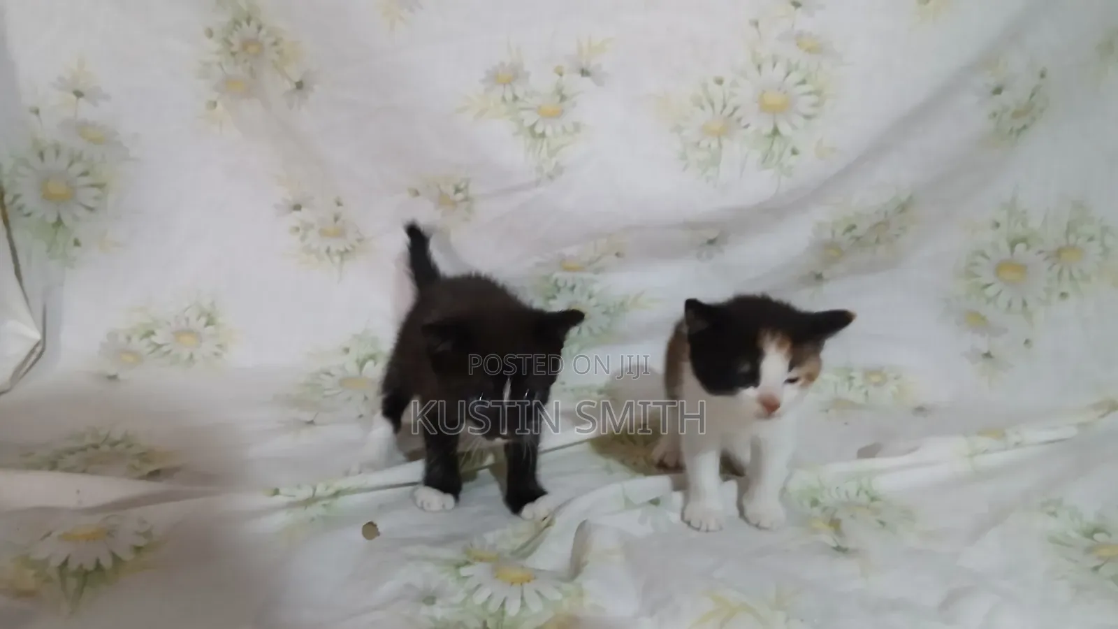 0-1 month Female Mixed Breed British Shorthair