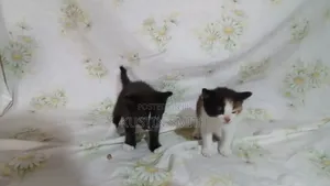 0-1 month Female Mixed Breed British Shorthair