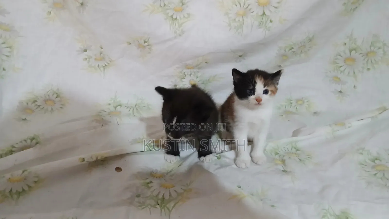 0-1 month Female Mixed Breed British Shorthair