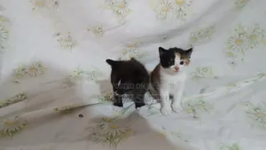 0-1 month Female Mixed Breed British Shorthair