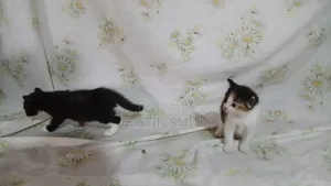 0-1 month Female Mixed Breed British Shorthair