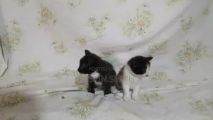 0-1 month Female Mixed Breed British Shorthair