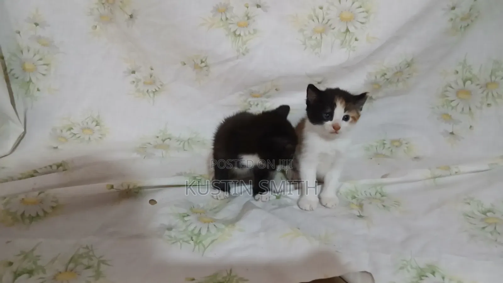 0-1 month Female Mixed Breed British Shorthair