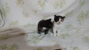 0-1 month Female Mixed Breed British Shorthair