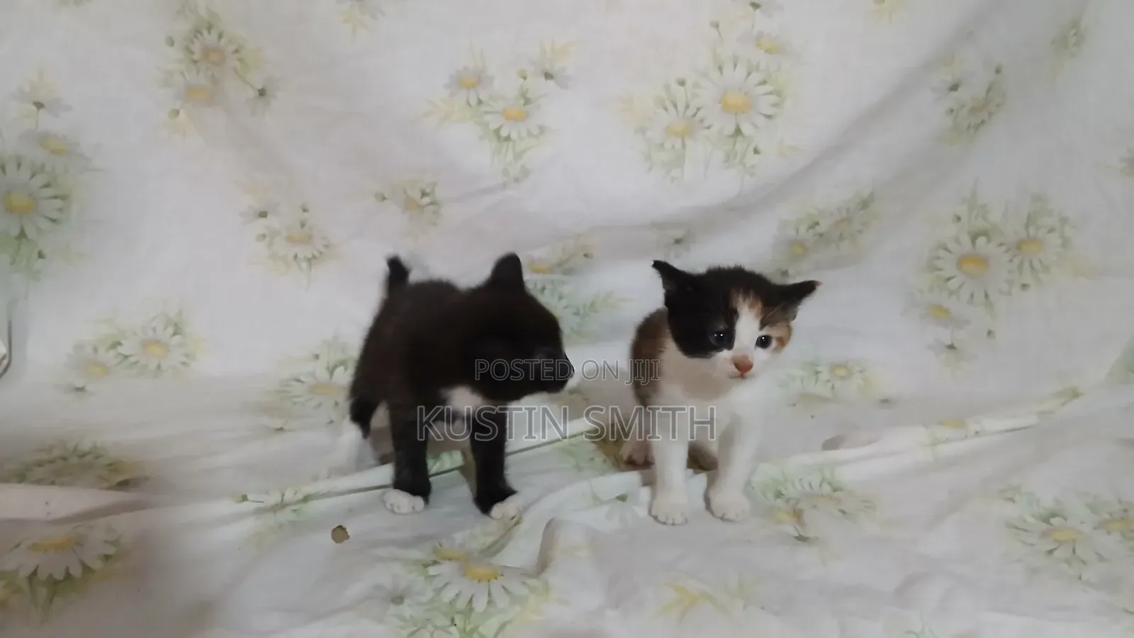 0-1 month Female Mixed Breed British Shorthair