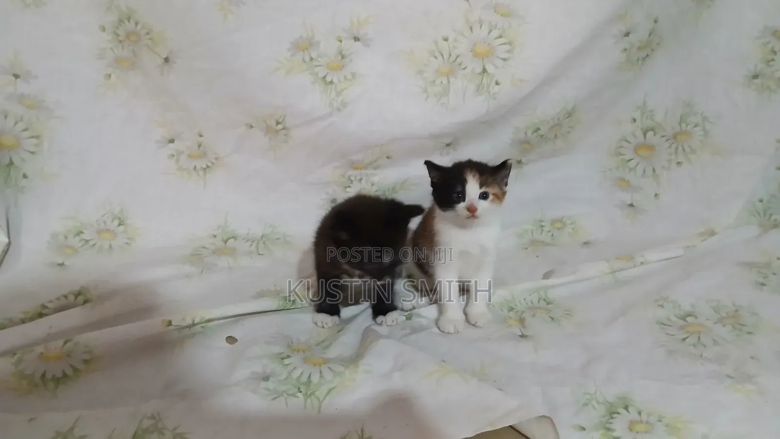 0-1 month Female Mixed Breed British Shorthair