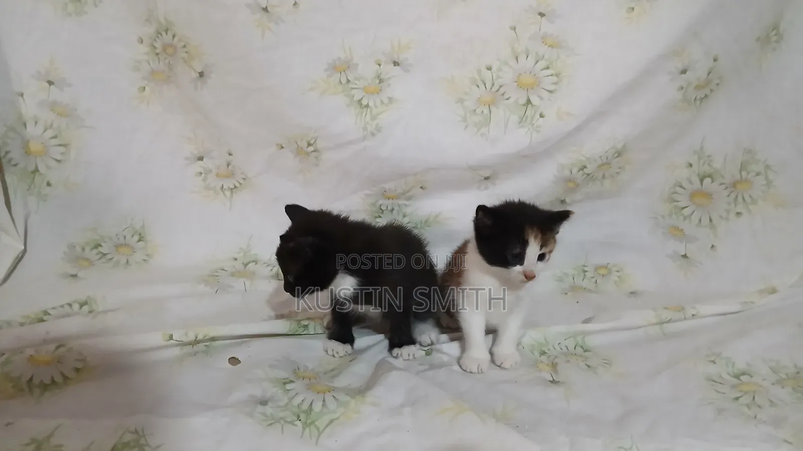 0-1 month Female Mixed Breed British Shorthair