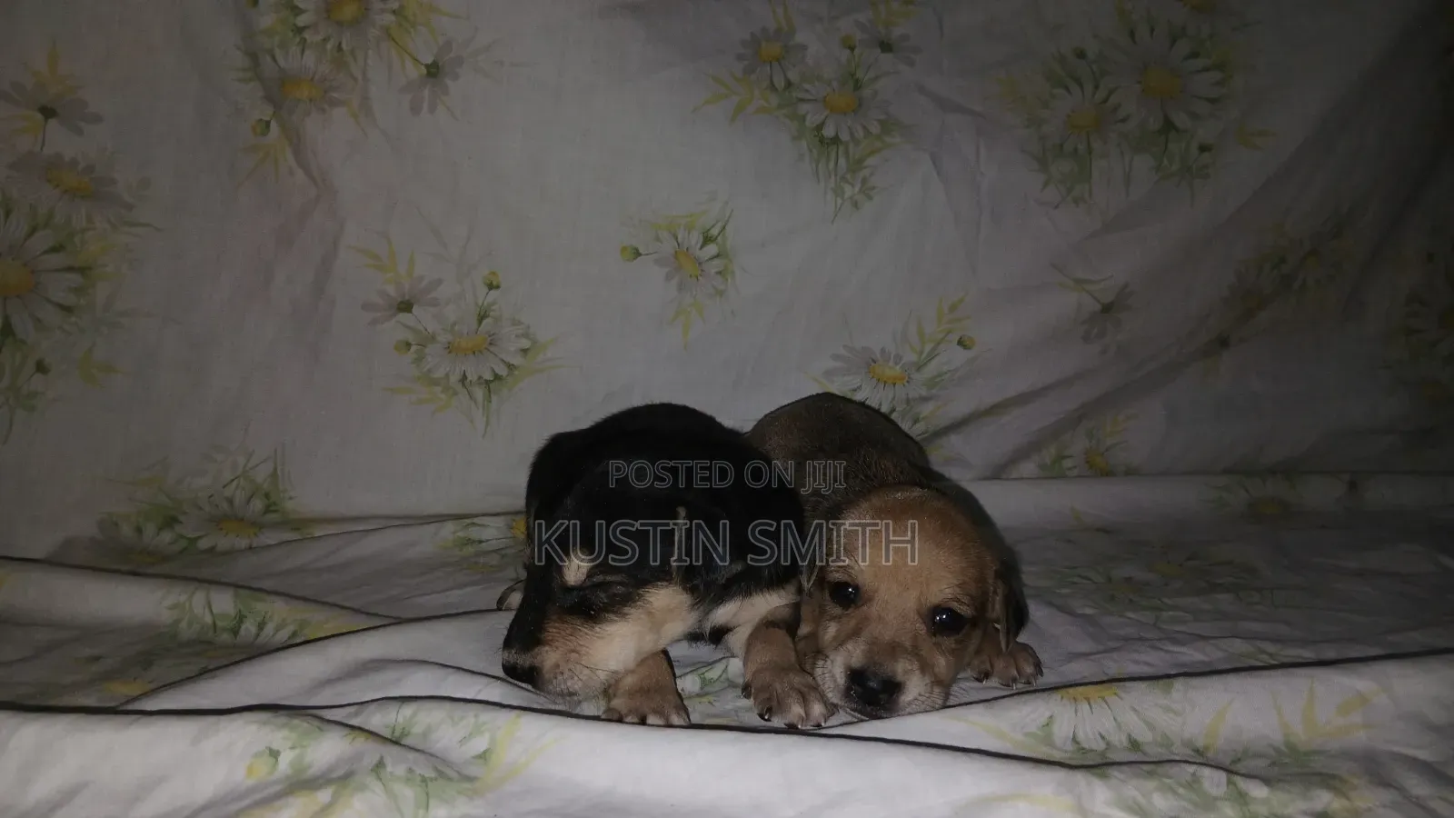 0-1 month Male Mixed Breed Mutt