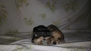 0-1 month Male Mixed Breed Mutt