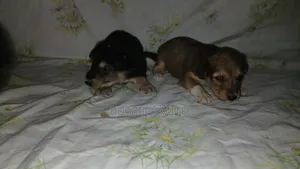 0-1 month Male Mixed Breed Mutt