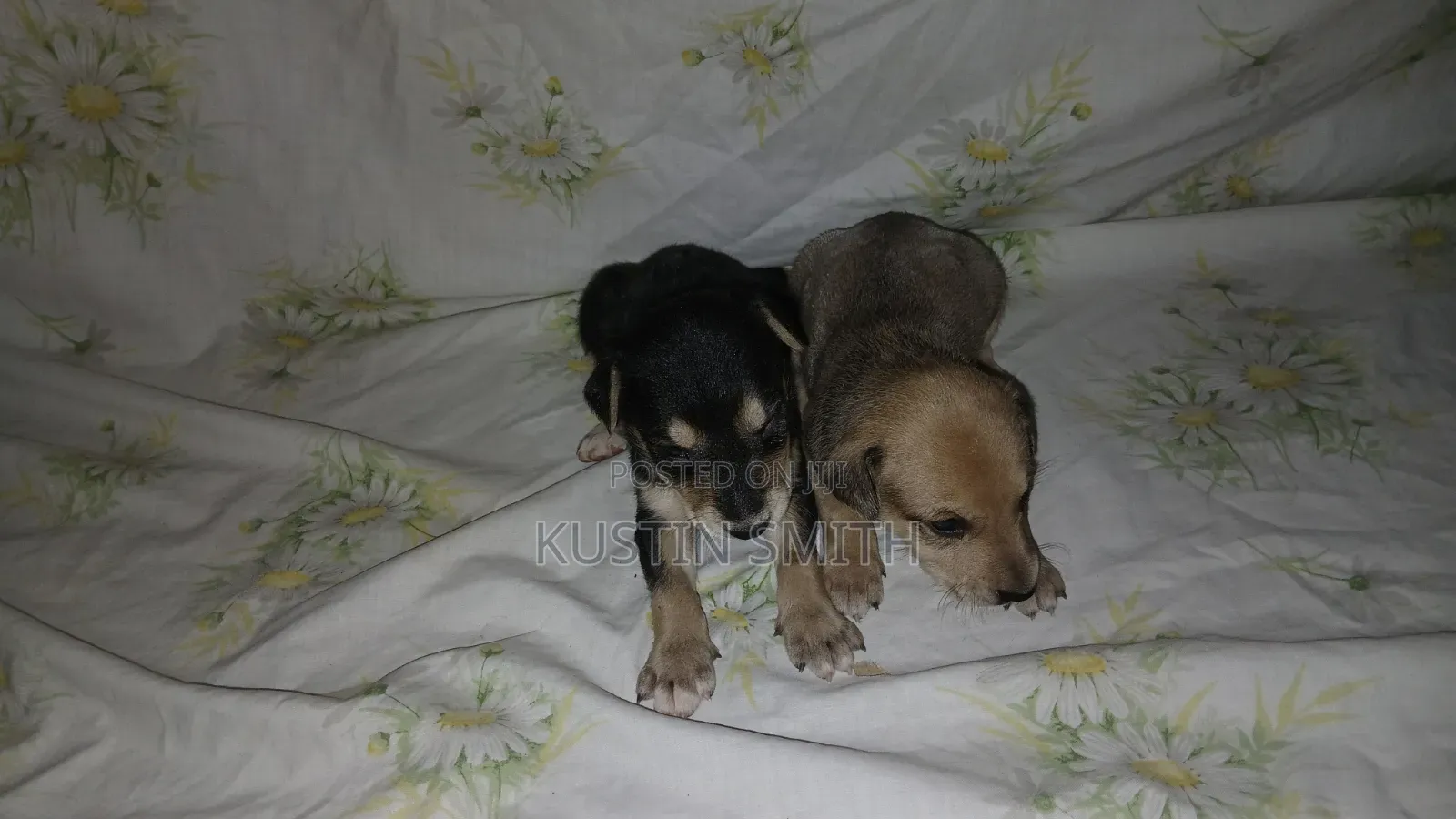 0-1 month Male Mixed Breed Mutt