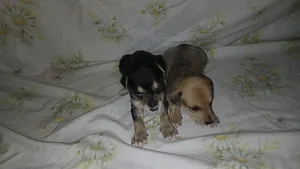 0-1 month Male Mixed Breed Mutt