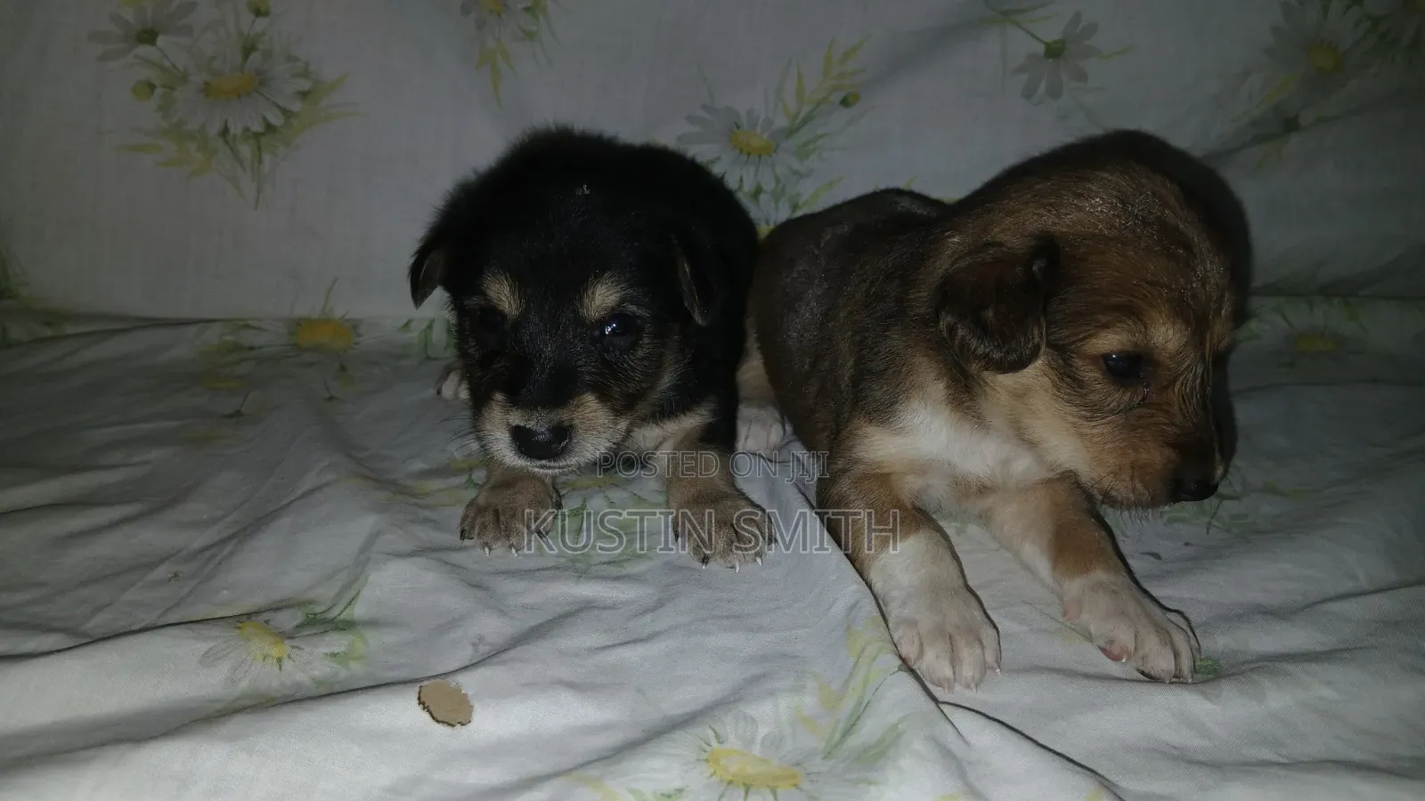 0-1 month Male Mixed Breed Mutt