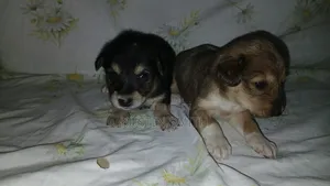 0-1 month Male Mixed Breed Mutt