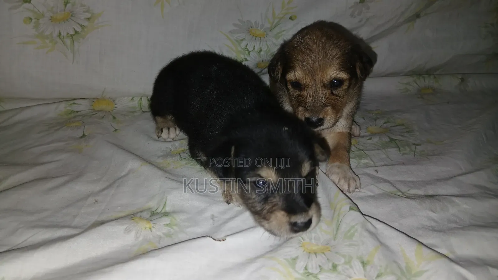 0-1 month Male Mixed Breed Mutt