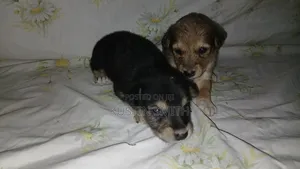 0-1 month Male Mixed Breed Mutt