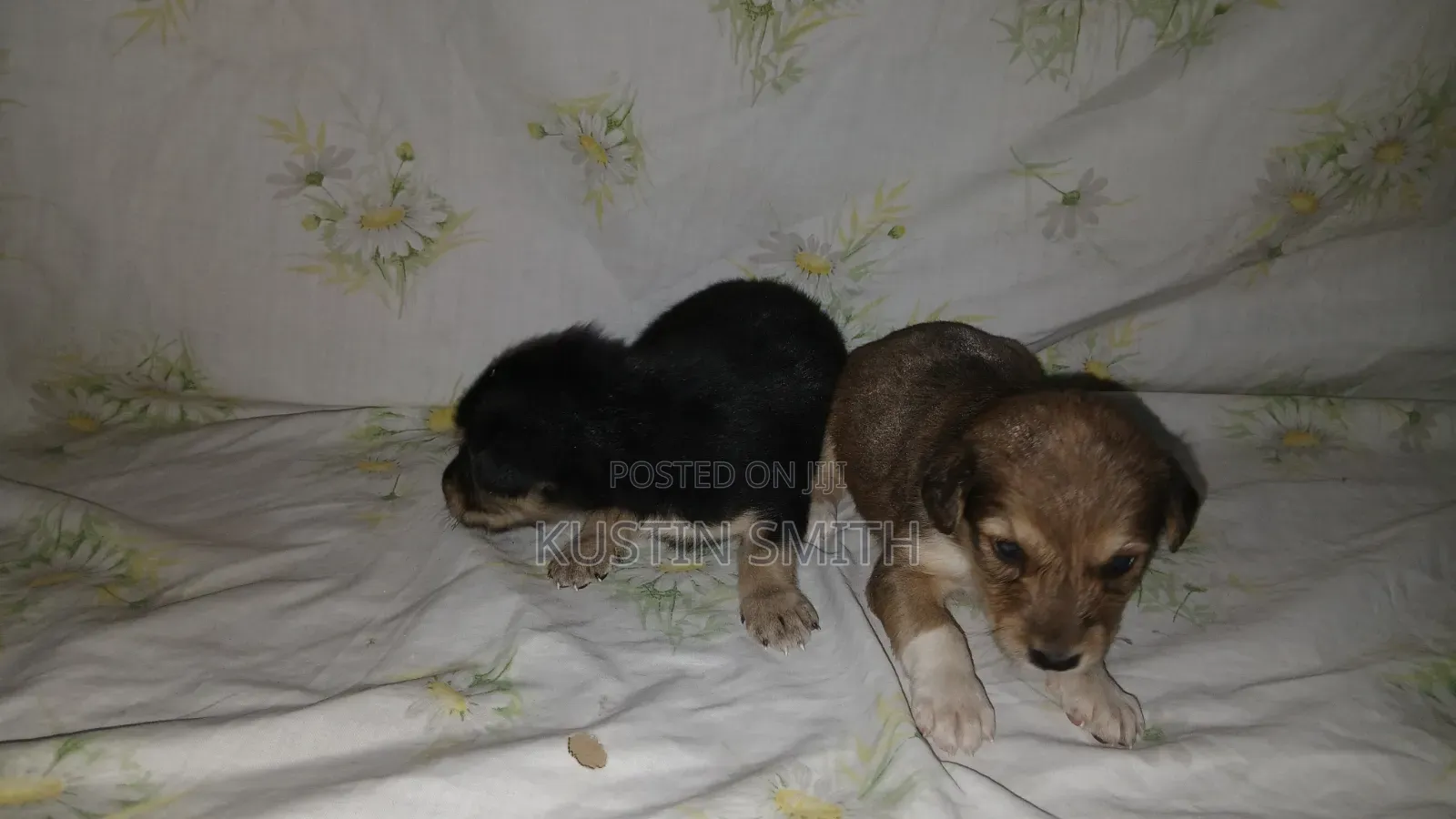 0-1 month Male Mixed Breed Mutt