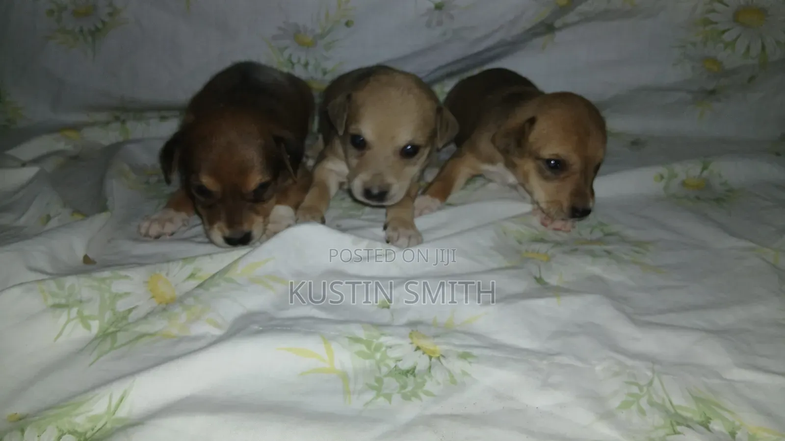 0-1 month Male Mixed Breed Mutt