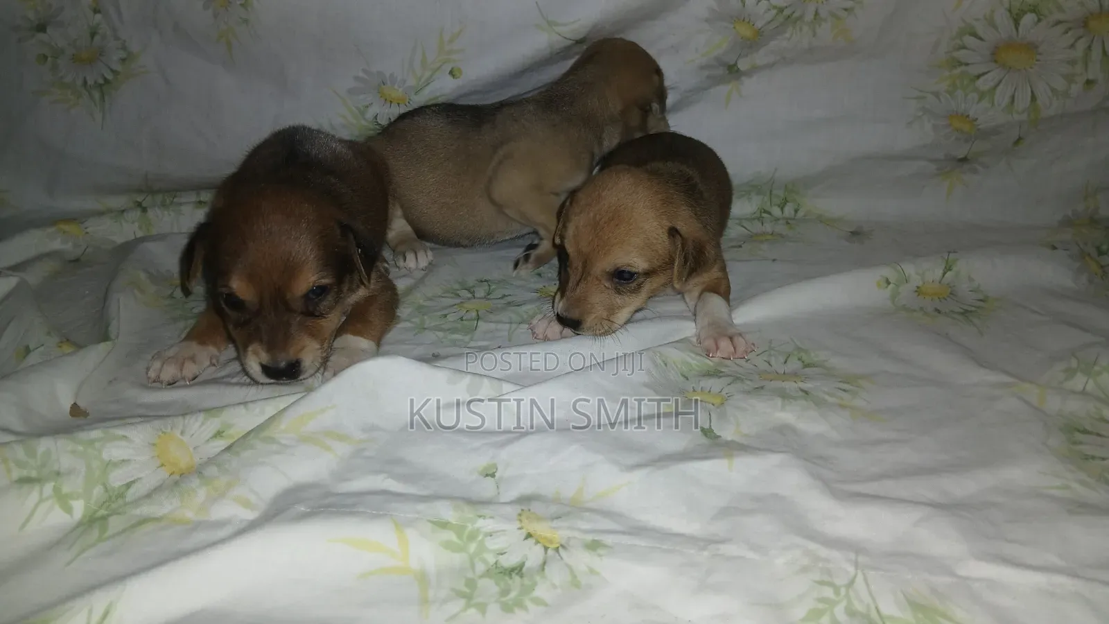 0-1 month Male Mixed Breed Mutt