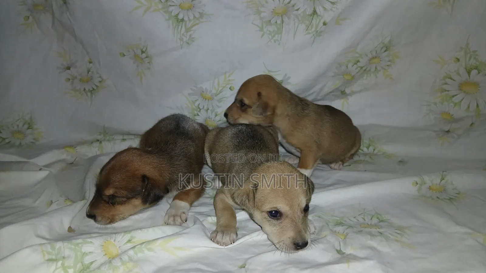 0-1 month Male Mixed Breed Mutt